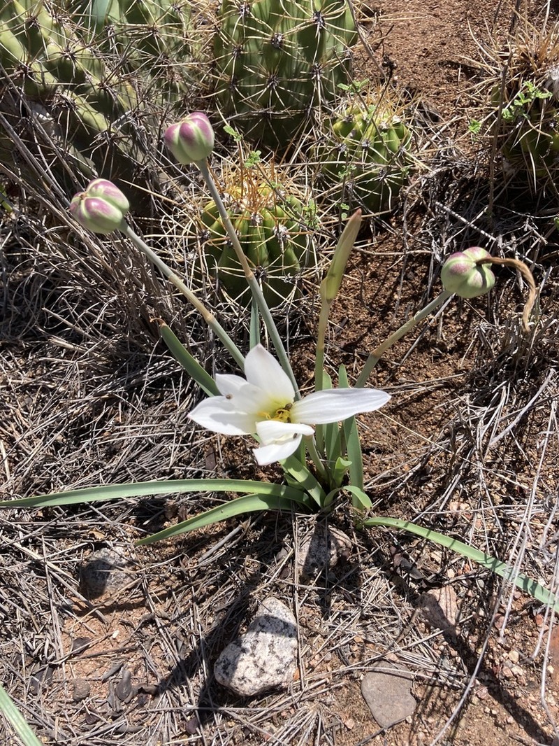 Zephyranthes riojana