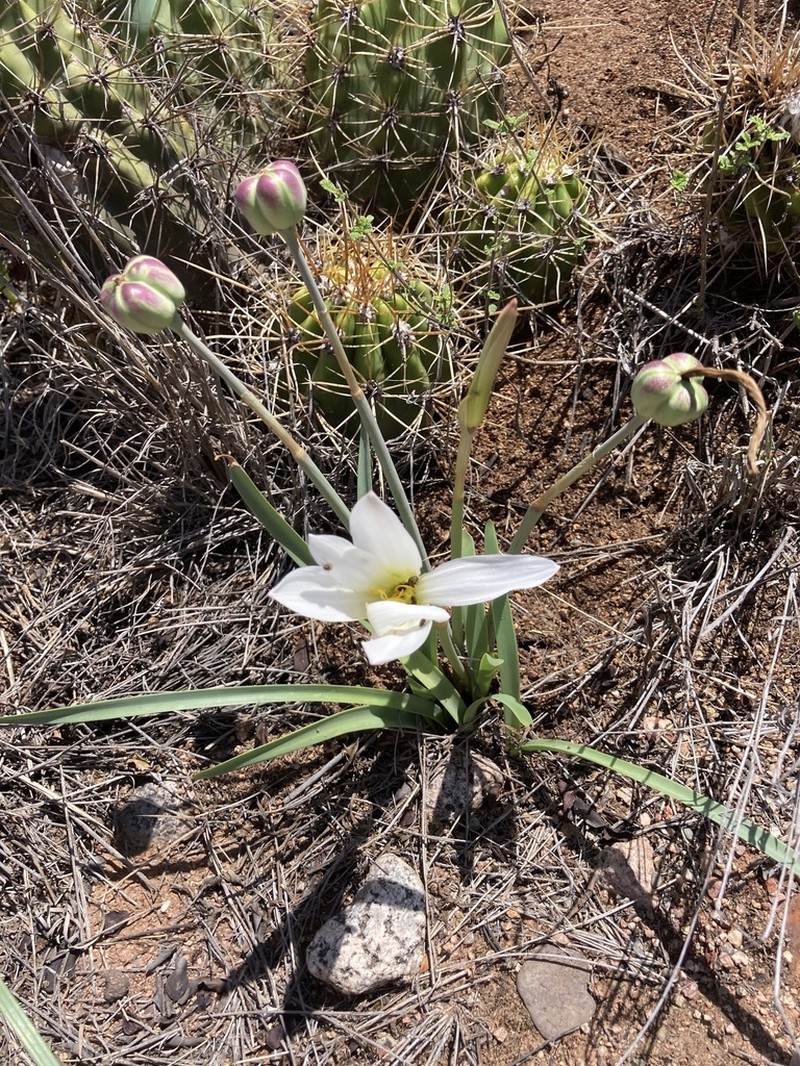 Zephyranthes riojana photo 2