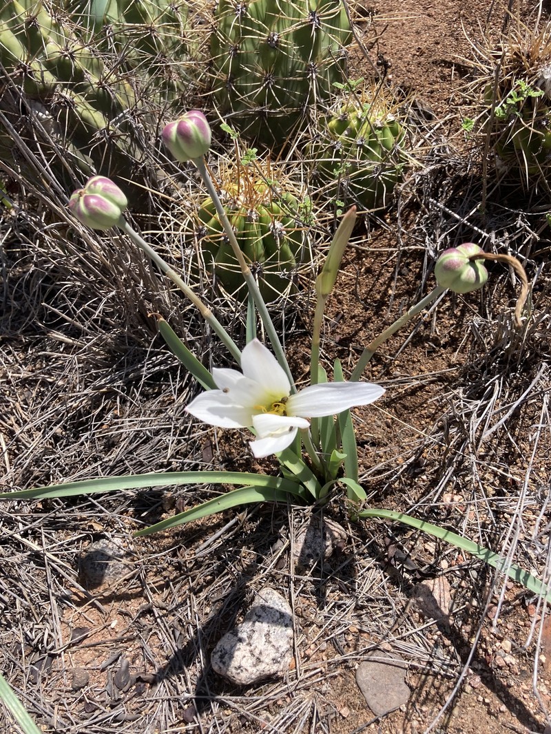 Zephyranthes riojana photo 4
