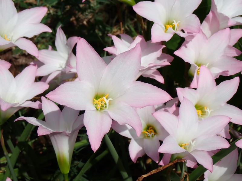 Brazilian Copperlily photo 8