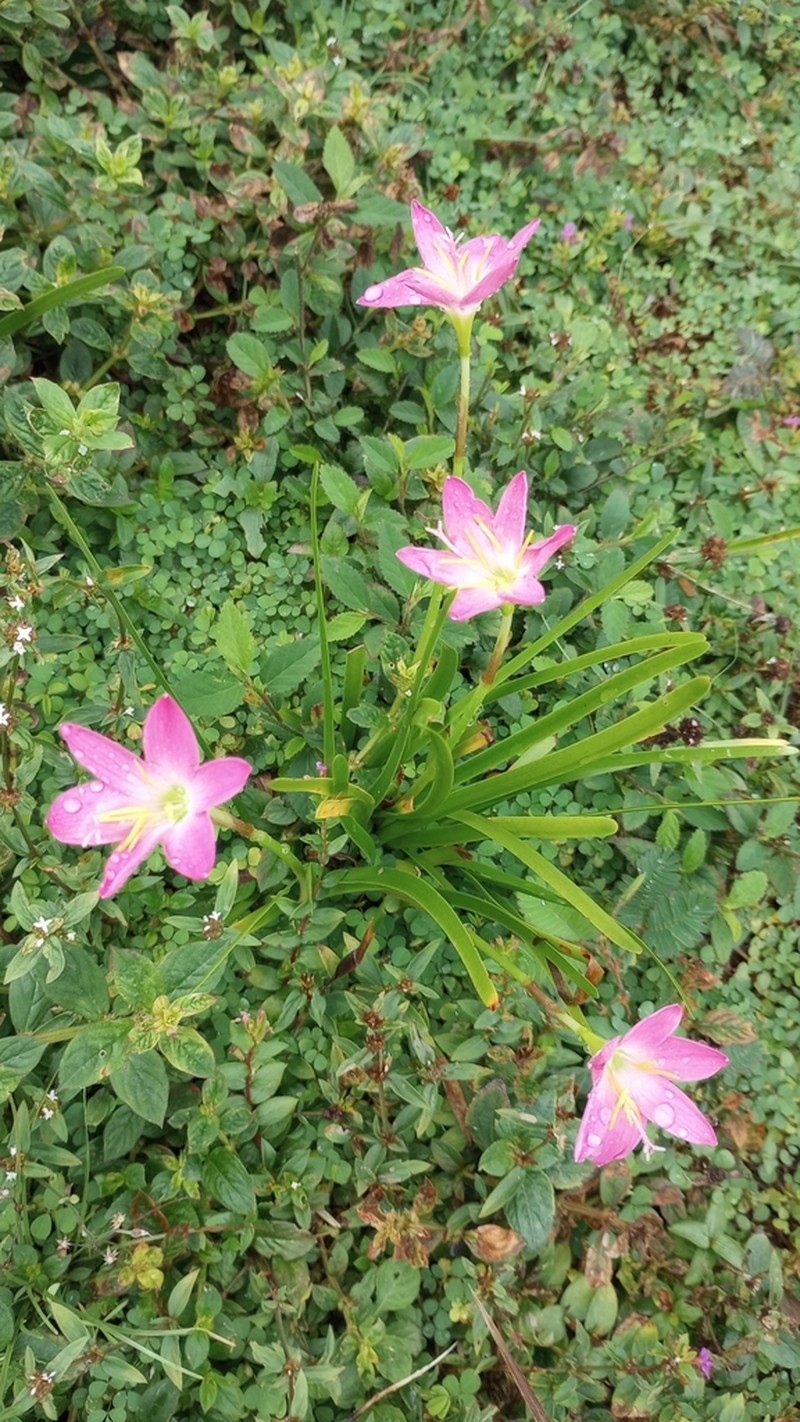 Cuban Zephyrlily photo 6