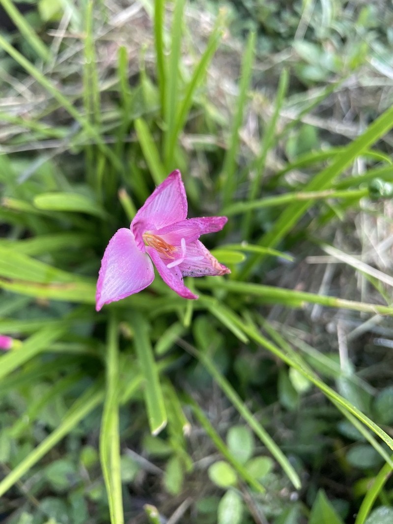 Cuban Zephyrlily photo 7