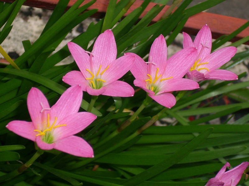 Cuban Zephyrlily photo 2