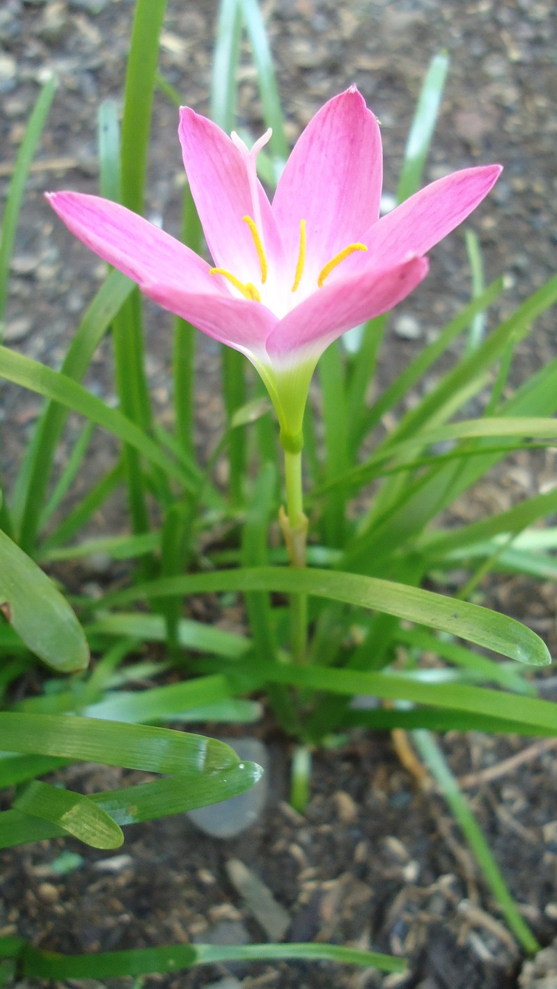 Cuban Zephyrlily photo 3