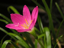 Cuban Zephyrlily