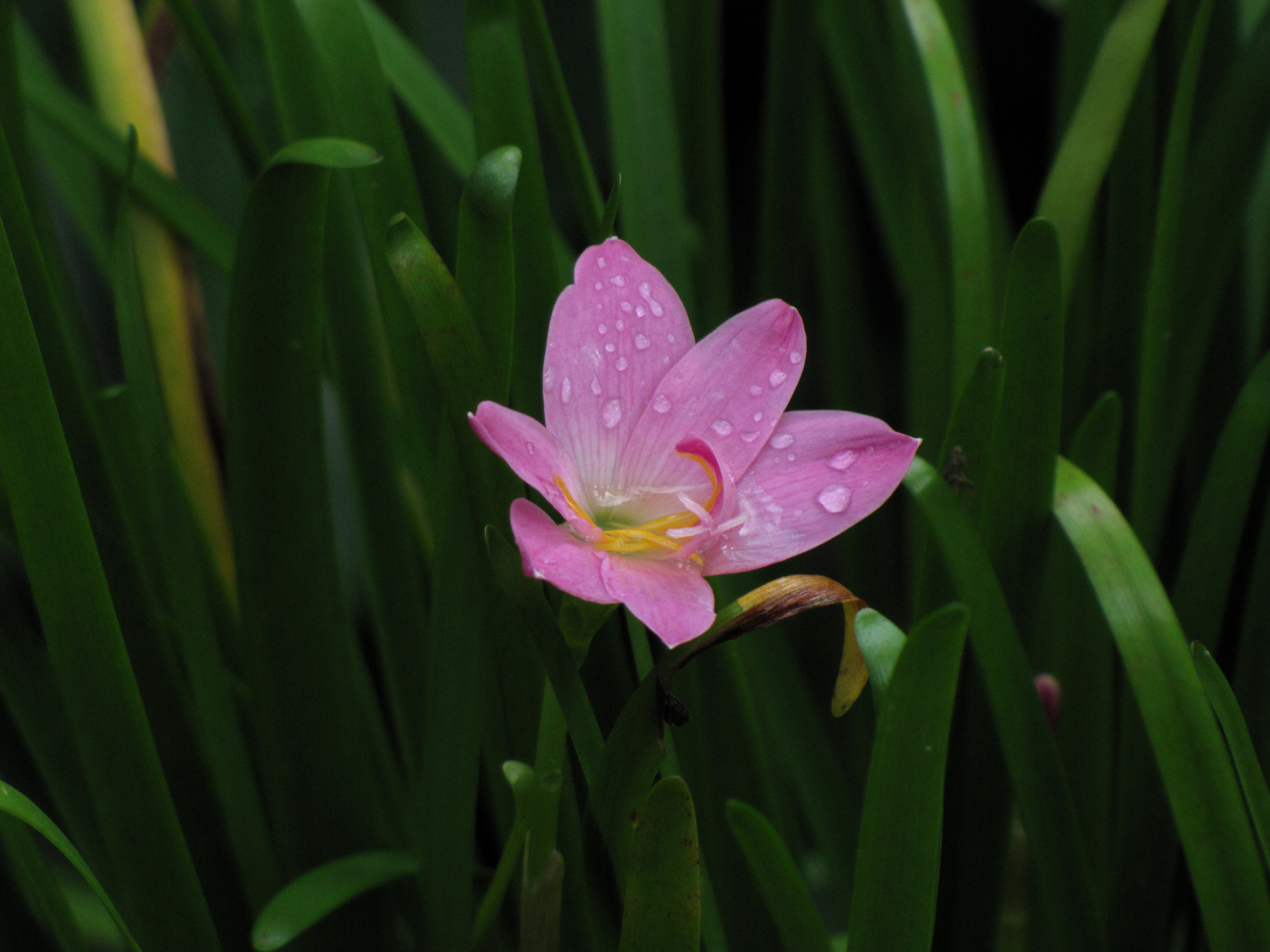 Cuban Zephyrlily photo 8