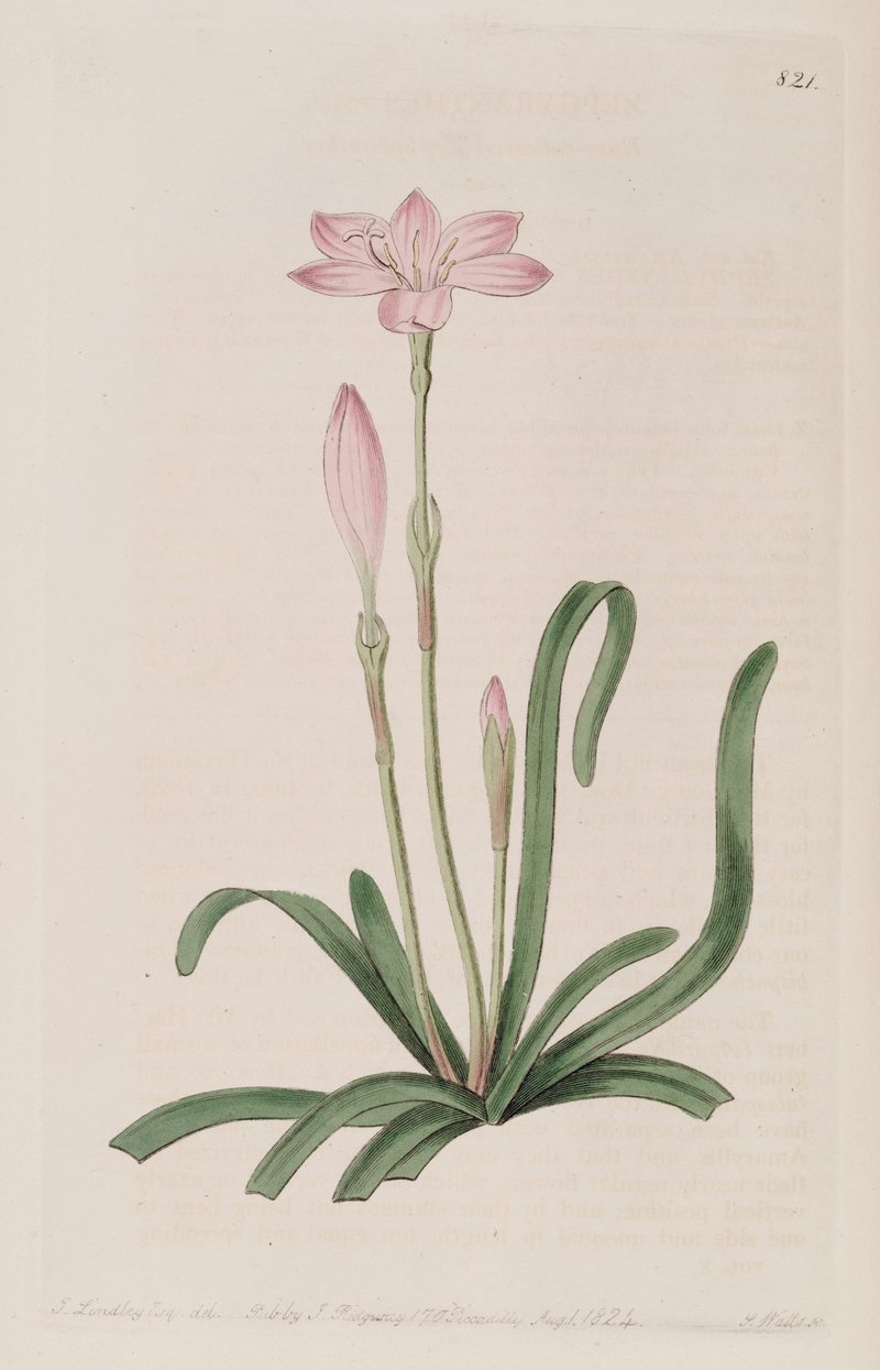 Cuban Zephyrlily photo 5