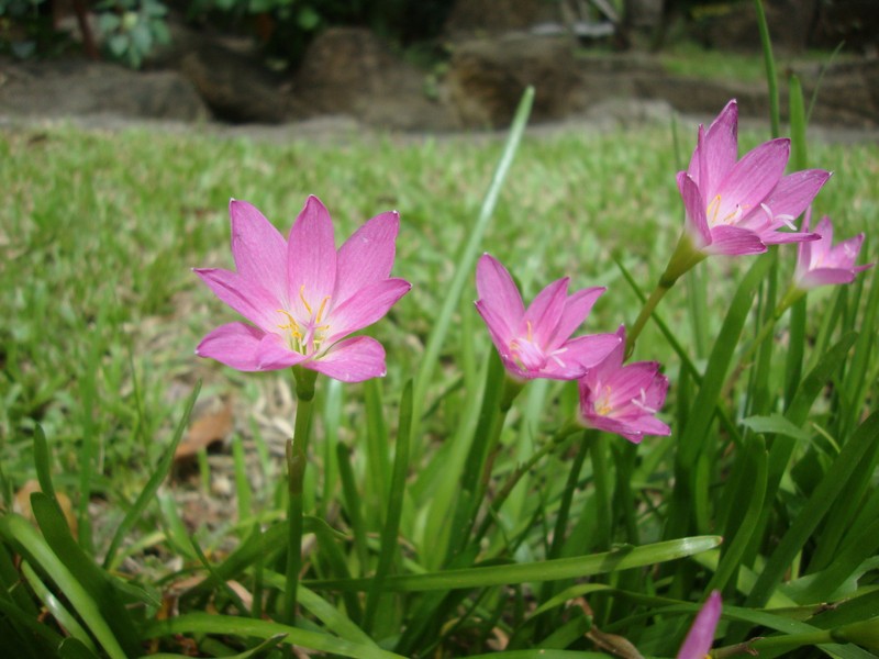 Cuban Zephyrlily photo 4