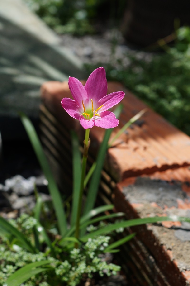 Cuban Zephyrlily photo 5
