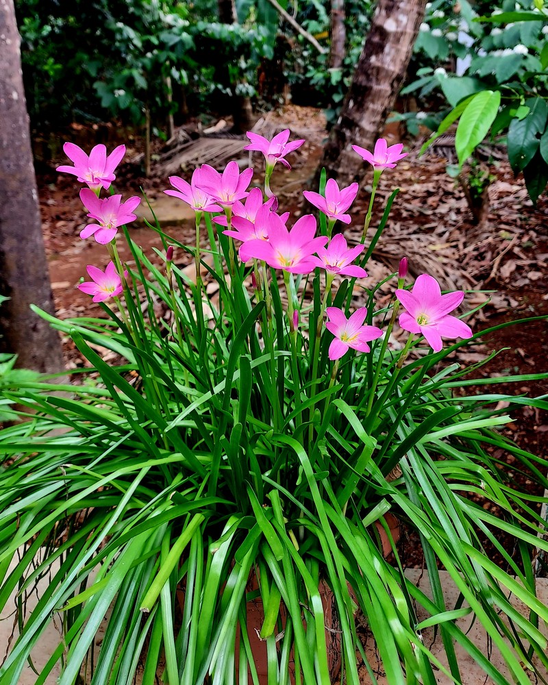 Cuban Zephyrlily photo 6