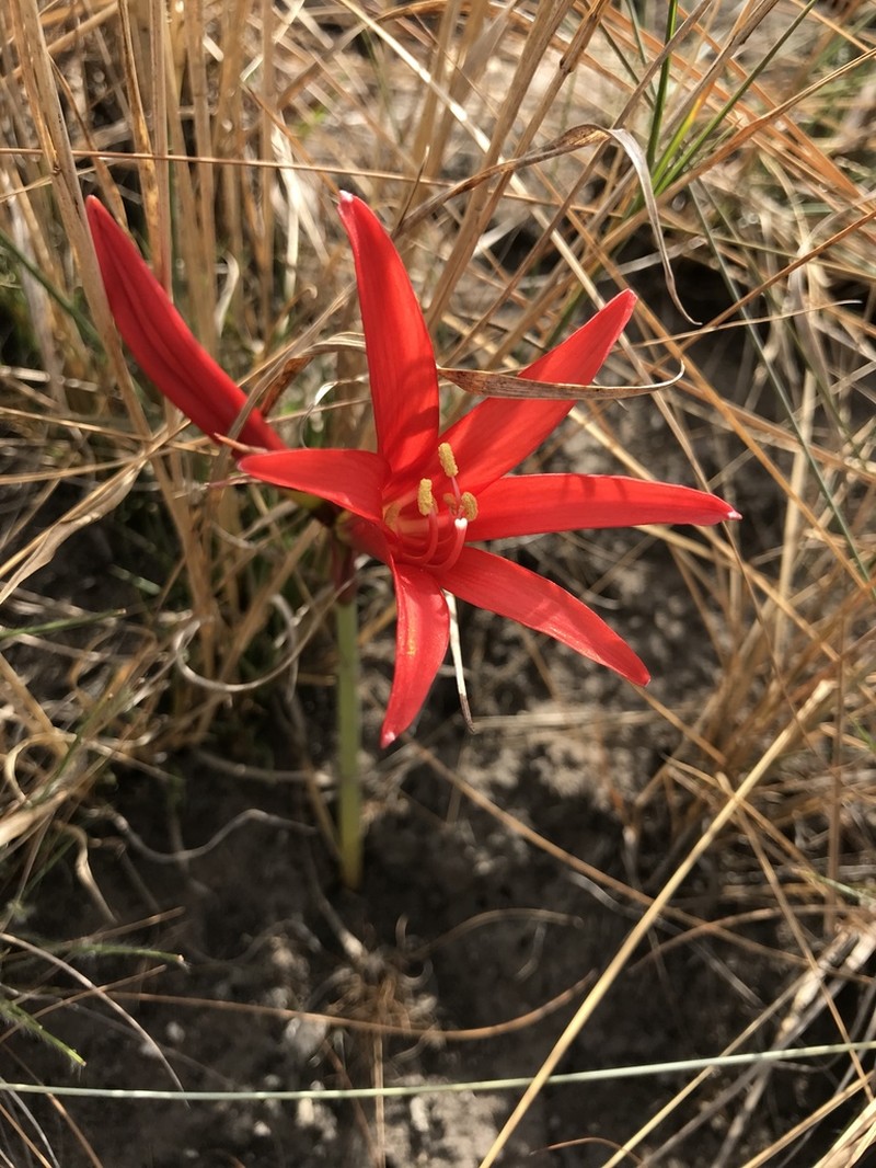 Zephyranthes rubra