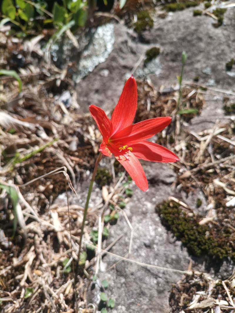 Zephyranthes rubra photo 3