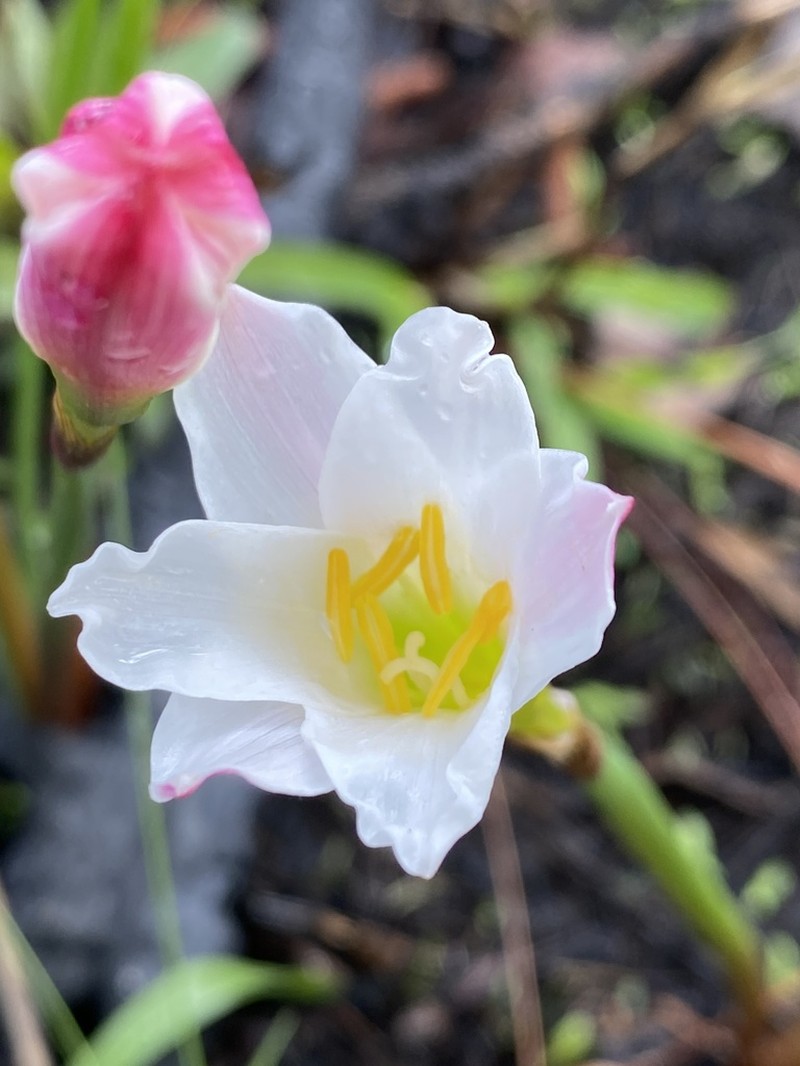 Redmargin Zephyrlily