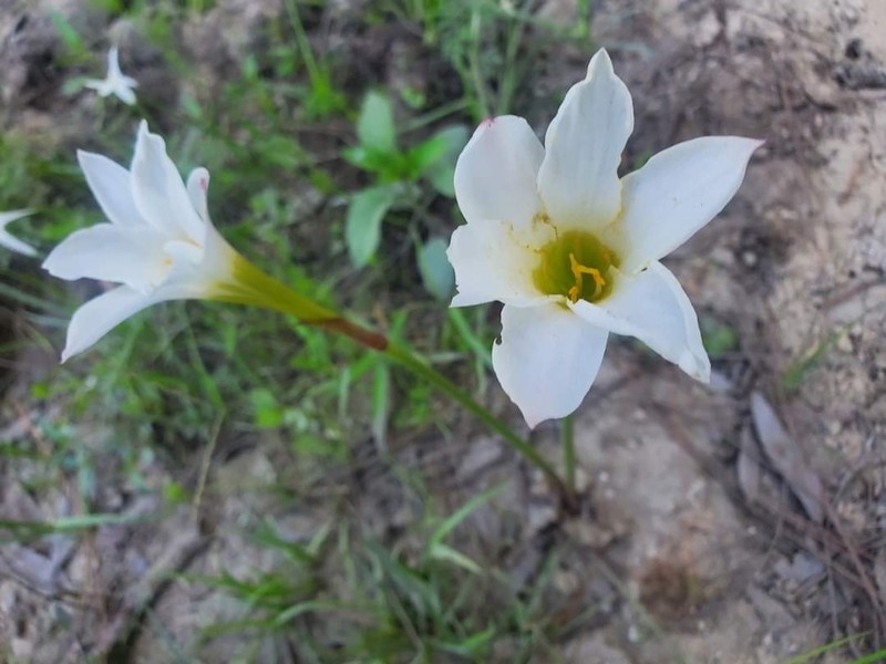 Redmargin Zephyrlily photo 3