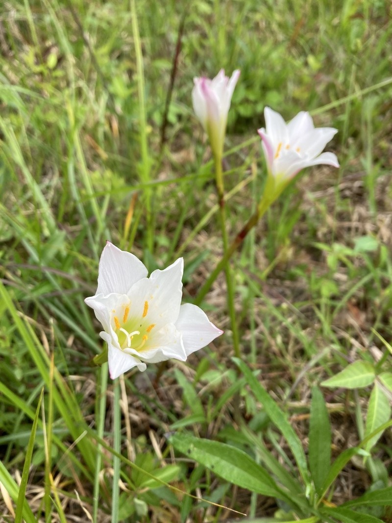 Redmargin Zephyrlily photo 4