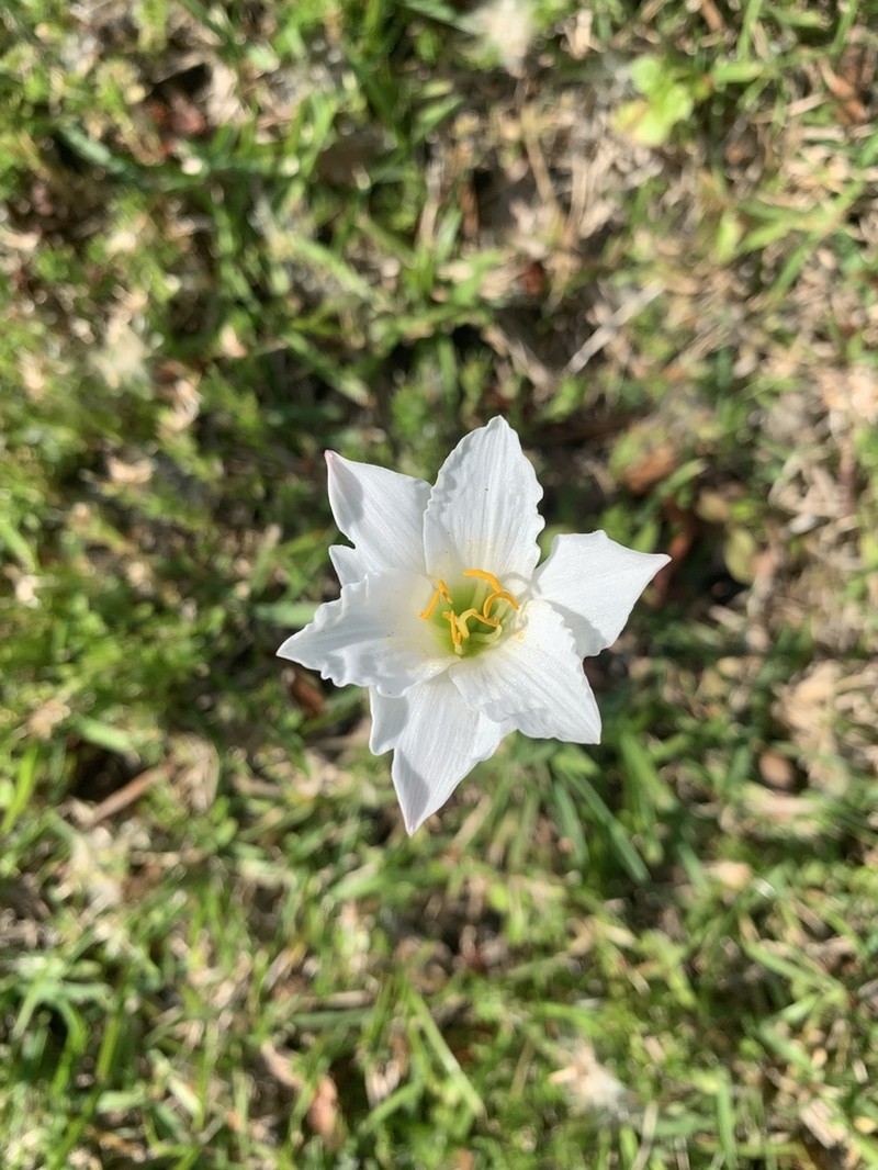 Redmargin Zephyrlily photo 5
