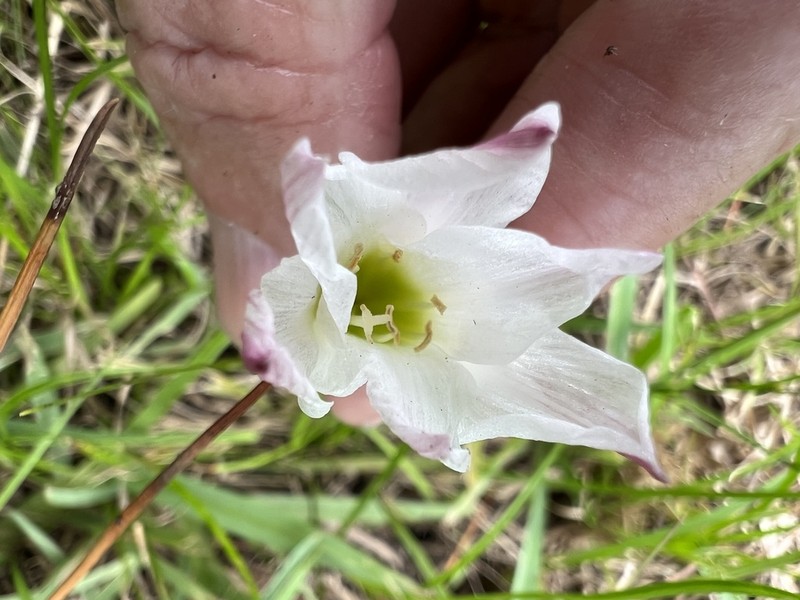 Redmargin Zephyrlily photo 6