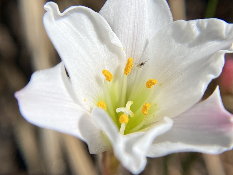 Redmargin Zephyrlily photo 7