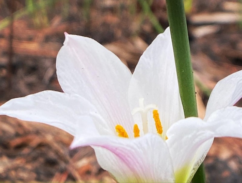 Redmargin Zephyrlily photo 8