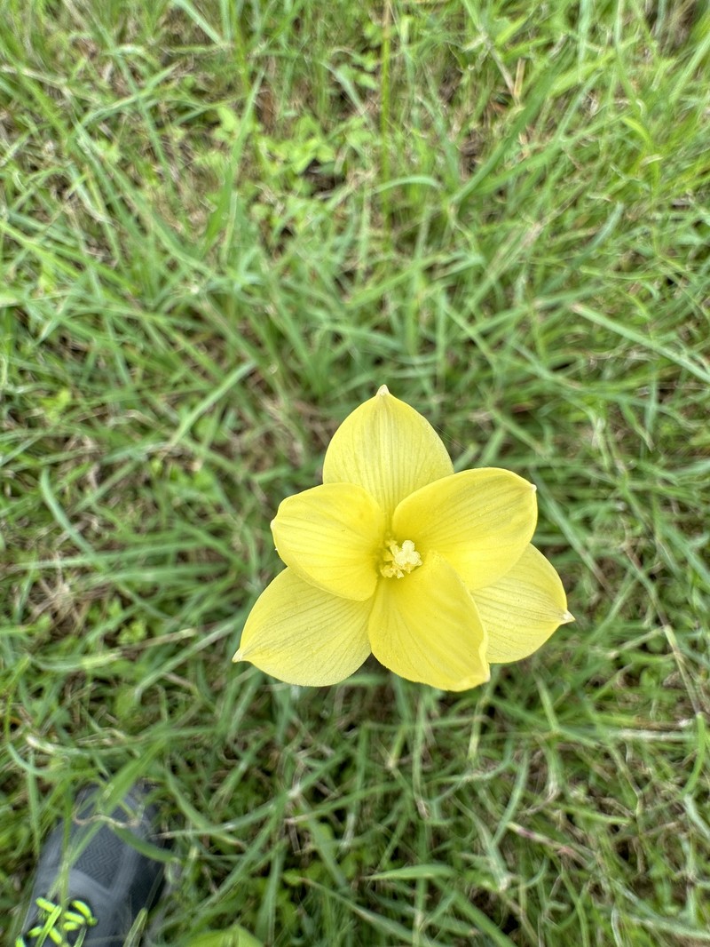 Small's Rainlily photo 2