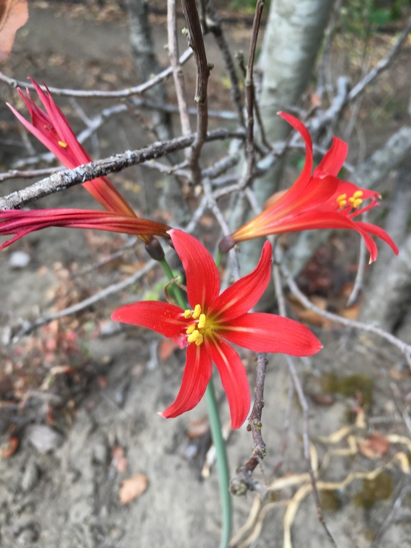 Zephyranthes splendens