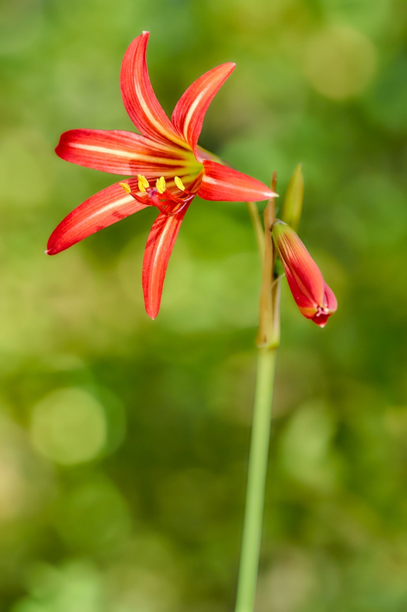Zephyranthes splendens photo 2