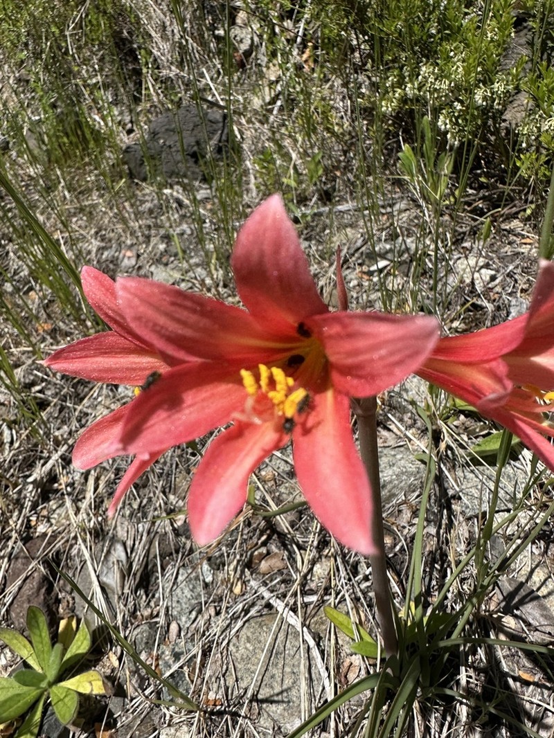 Zephyranthes splendens photo 3