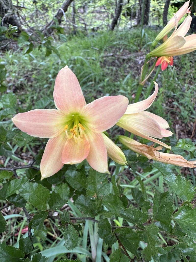 Zephyranthes splendens photo 4