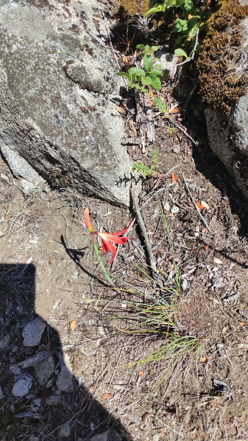 Zephyranthes splendens photo 5