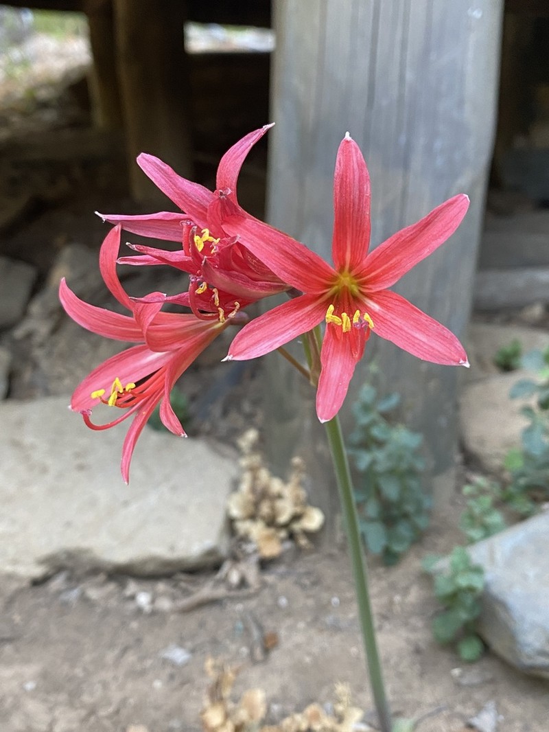 Zephyranthes splendens photo 6