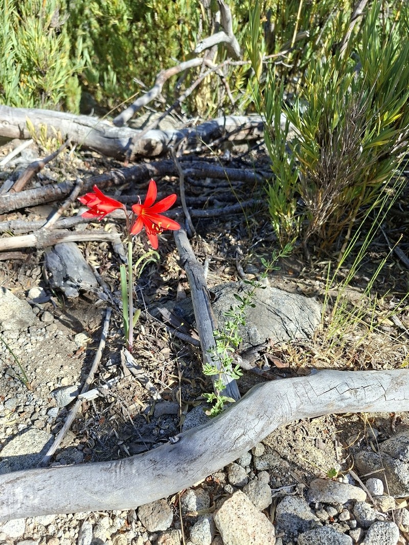 Zephyranthes splendens photo 7