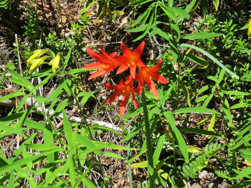 Zephyranthes splendens photo 8