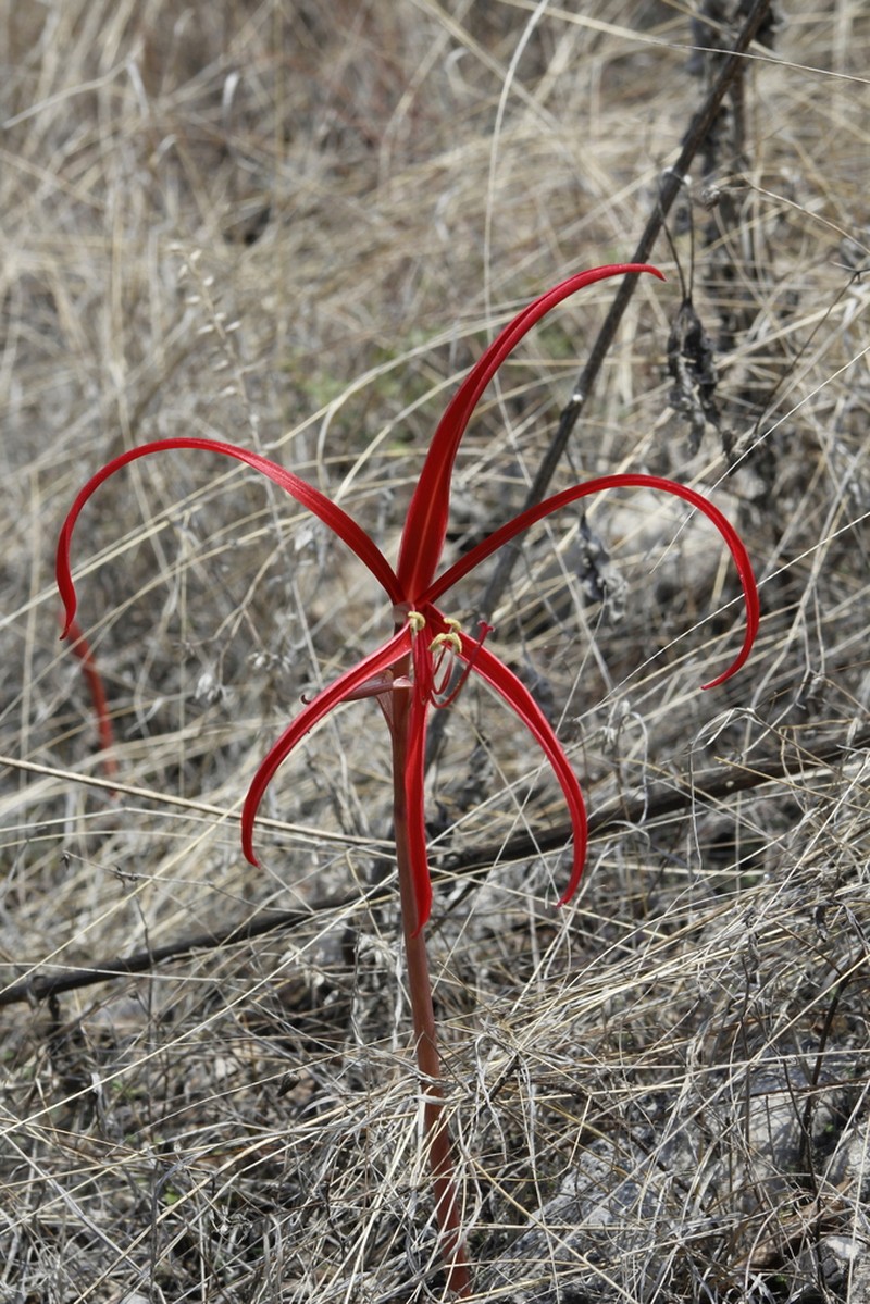 Zephyranthes sprekeliopsis