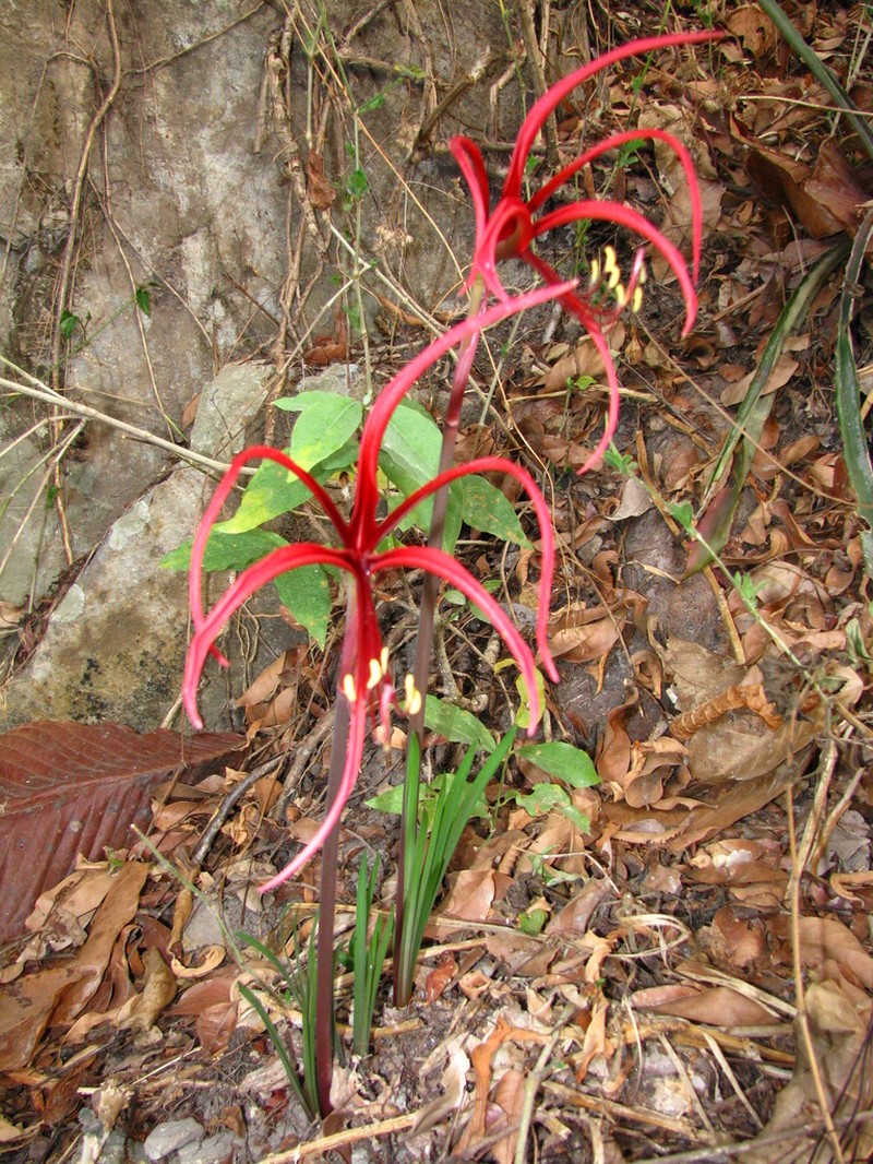 Zephyranthes sprekeliopsis photo 3