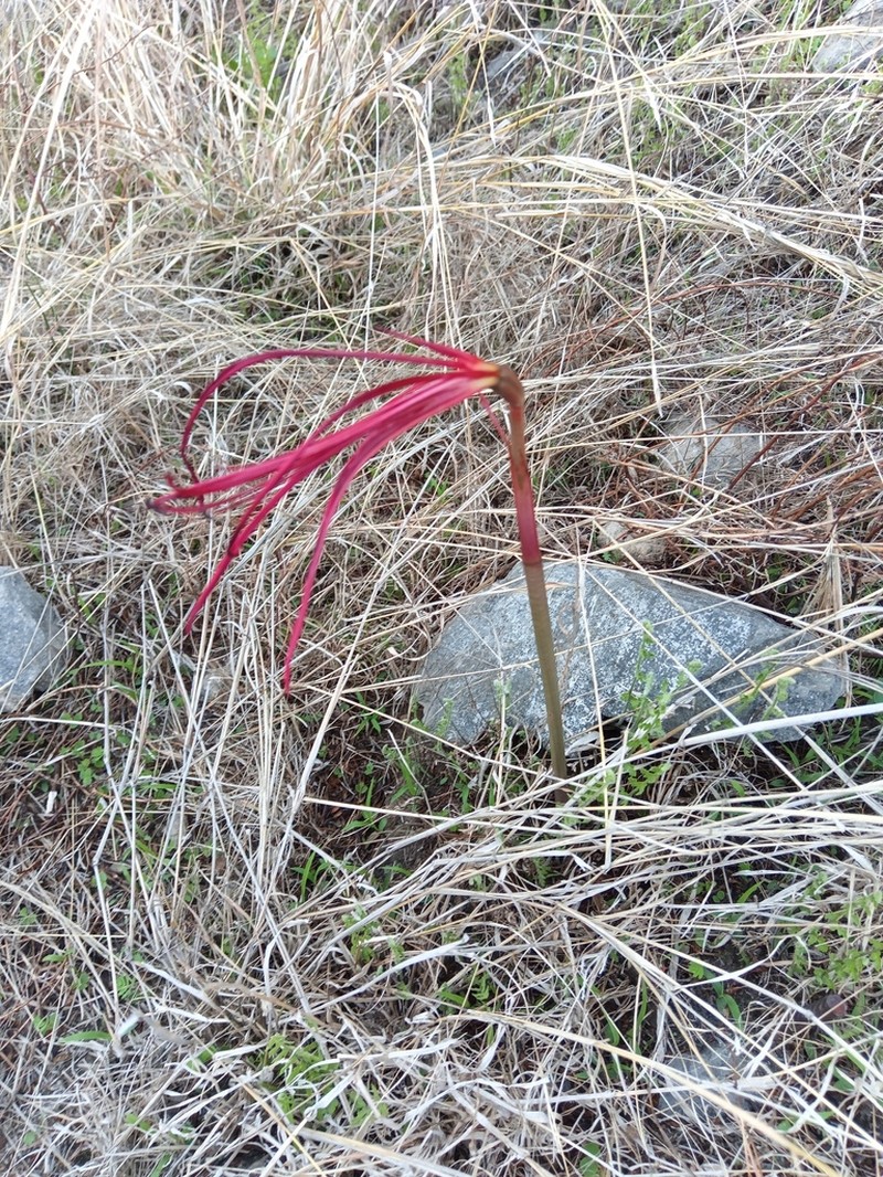 Zephyranthes sprekeliopsis photo 4