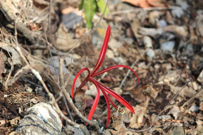Zephyranthes sprekeliopsis photo 5