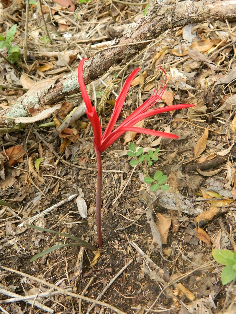 Zephyranthes sprekeliopsis photo 6