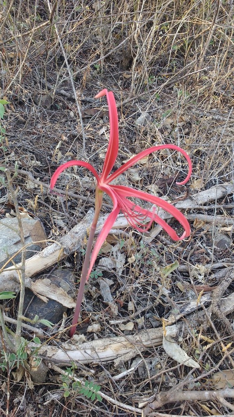 Zephyranthes sprekeliopsis photo 8