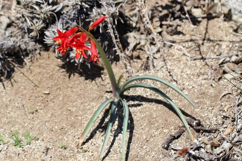Zephyranthes tenuiflora