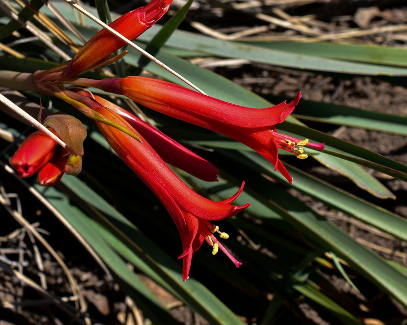 Zephyranthes tenuiflora photo 2