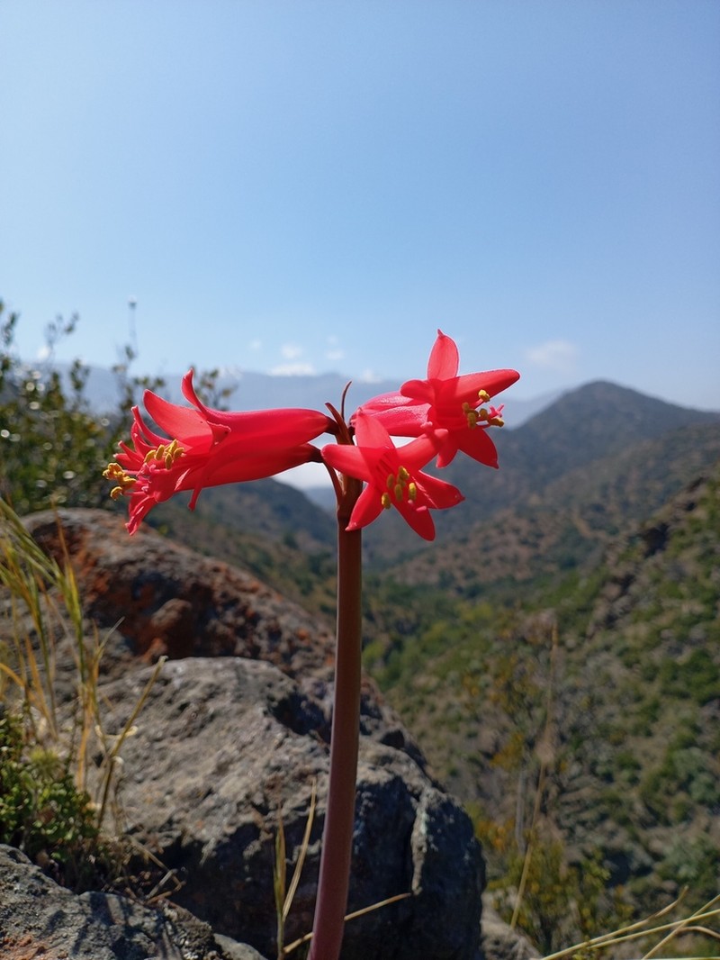 Zephyranthes tenuiflora photo 3