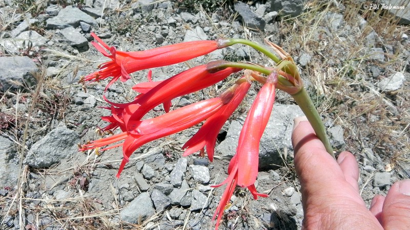 Zephyranthes tenuiflora photo 4