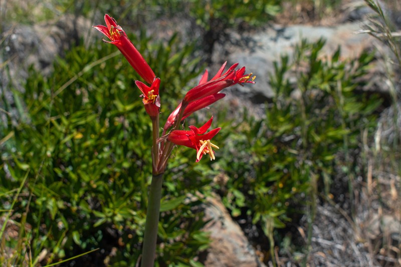 Zephyranthes tenuiflora photo 5