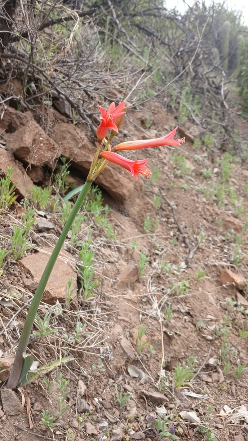 Zephyranthes tenuiflora photo 6