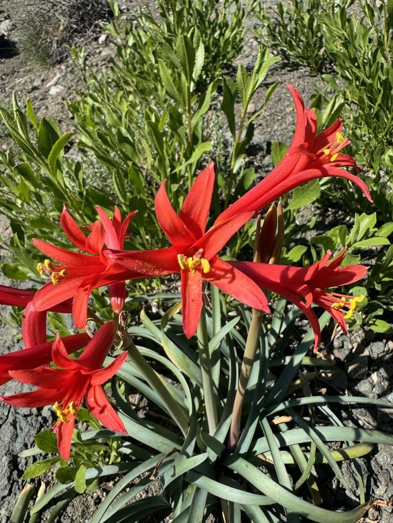 Zephyranthes tenuiflora photo 7