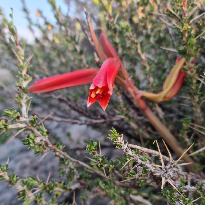 Zephyranthes tenuiflora photo 8