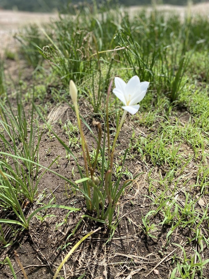 Traub's Rainlily