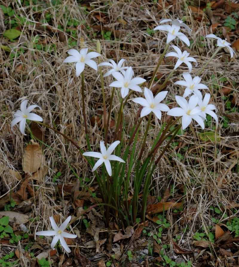 Traub's Rainlily photo 2