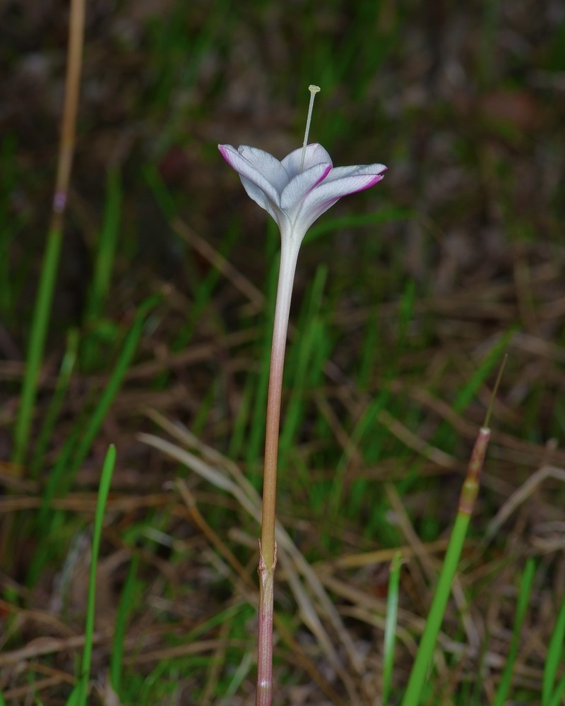 Traub's Rainlily photo 3