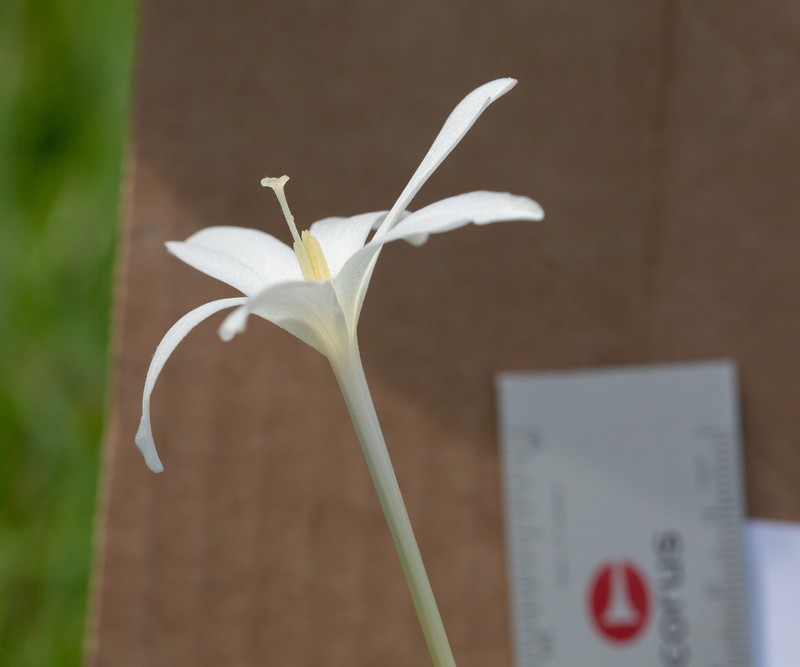 Traub's Rainlily photo 4